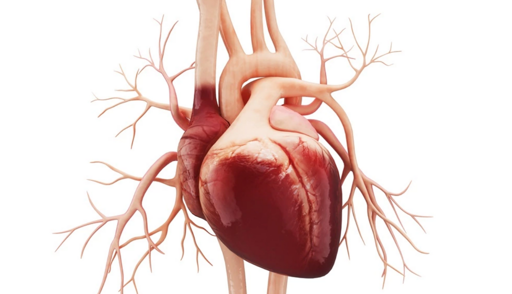 Longevity-Linked Protein Protects Heart Muscle From Lost Blood Flow, Study Shows